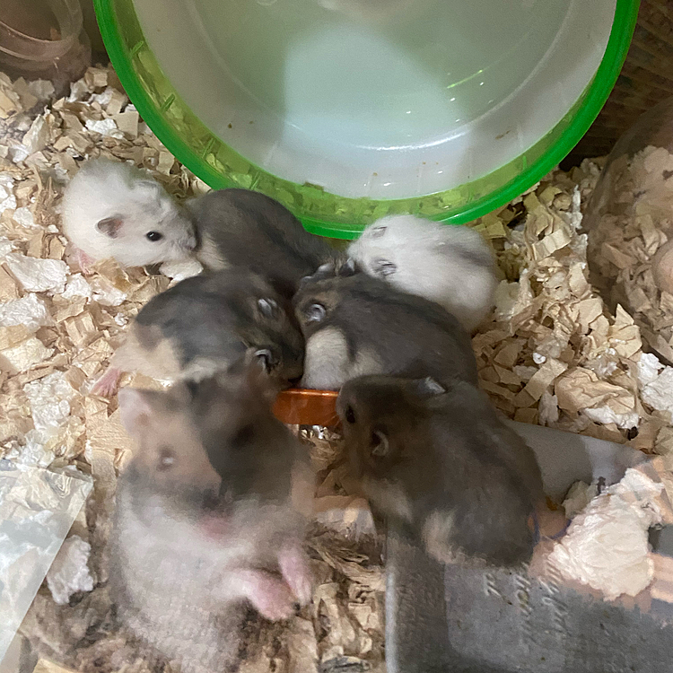 三密？知りません🐹