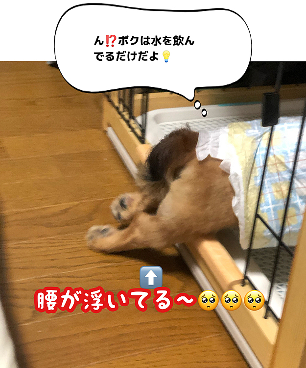 ヘルニア手術からはや4ヶ月…ケージの枠に阻まれてる様に見えるけど…水を飲んでる最中ですが､腰が浮いてきてる状態をキープ出来る様になりました🥺🥺🥺
一時は絶望しかけましたが､それはあくまで人間の側の勝手な感情でした💡ココ🐶は歩こうと頑張ってたんですね😭😭😭
ヘルニア犬が歩ける様になるまで平均6ヶ月位と言いますが…あと2ヶ月💡俄然ヤル気が出てきました💪💪💪
またお散歩出来る様になるよ🤗ココ太郎🐶
