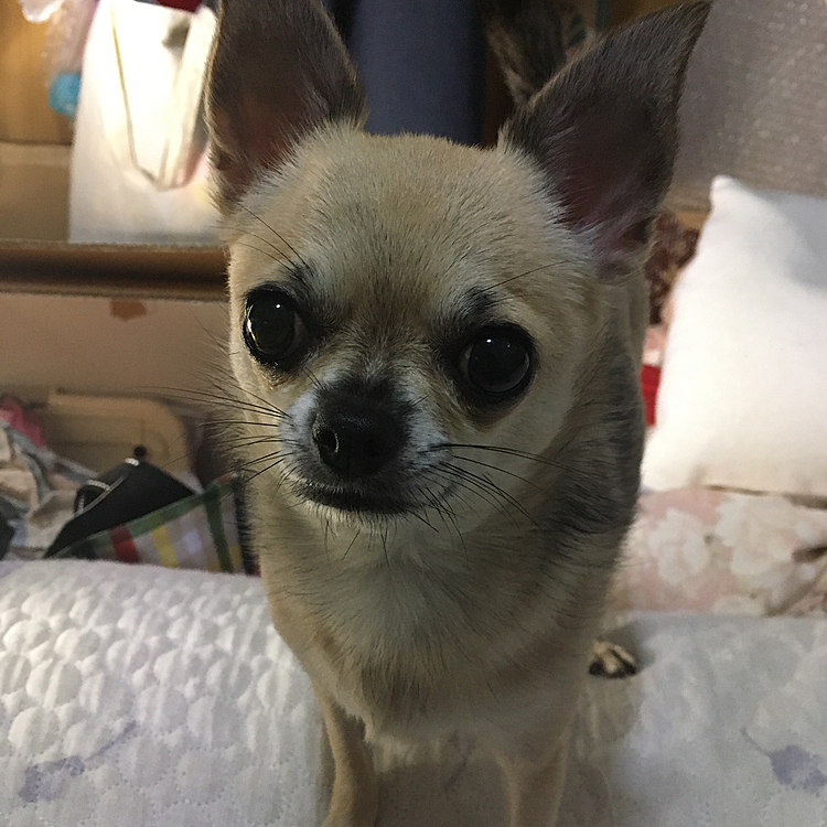 pocoは、お散歩へ行けないのでお家🏠時間楽しみましたよ🐶💕