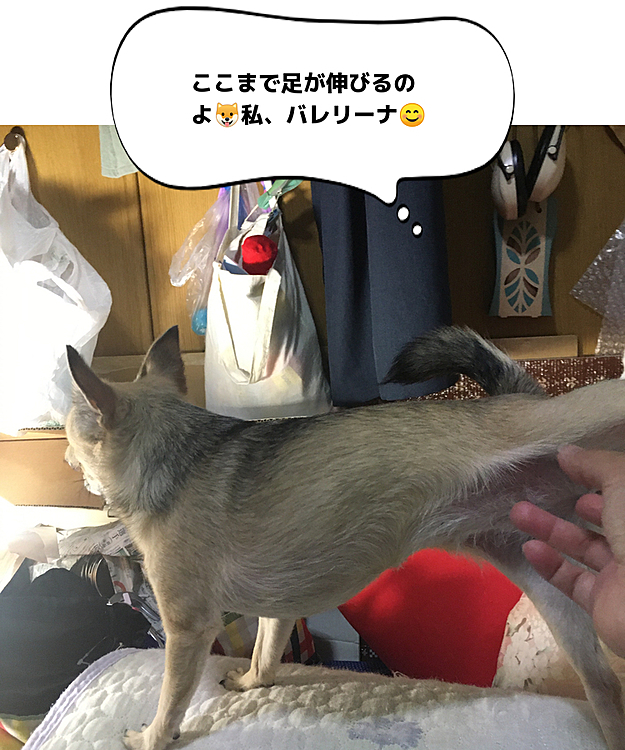 ナデナデをしてると足がピーンと伸びちゃうんです😆