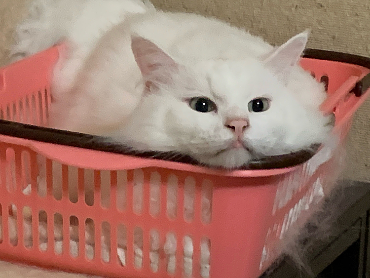 
今日は猫ちゃんも🐈💓