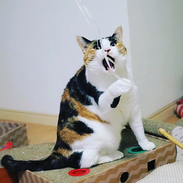 楽しいにゃ