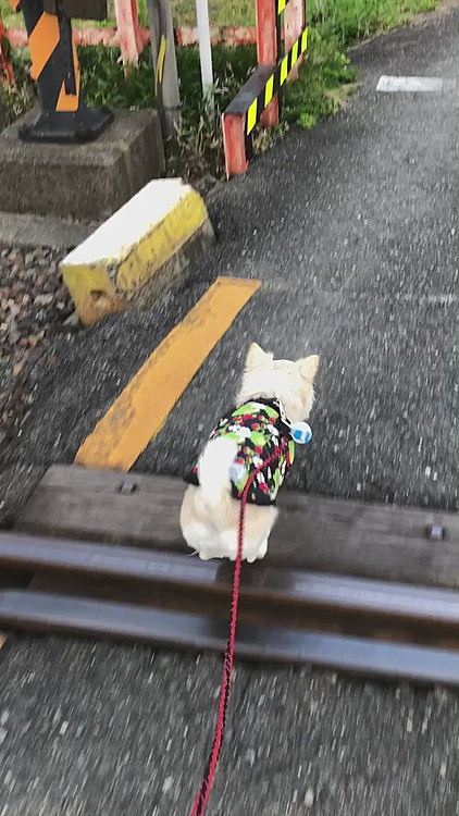 今朝も元気いっぱいお散歩して🐾
お友達のダックス君やトイプーちゃんに会ったね✨