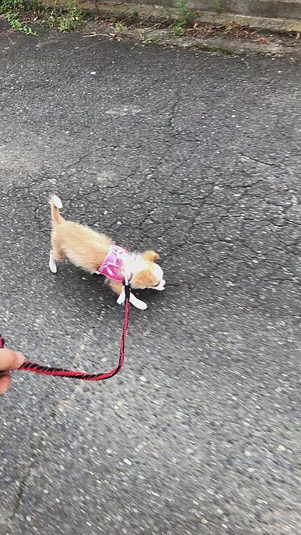 小雪のお散歩後
小春をお家の前に出してみました🎵🐶
初めてのアスファルトです✨
初めてで『怖さ』と『好奇心』が入り混じってるようです🤣
シッポ上がってるし、フリフリやから慣れなら大丈夫そうです👍
食いしん坊やから拾い食いには要注意です😂