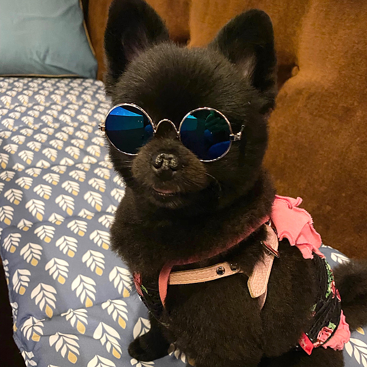 うにママがダ〇ソーで購入してきたサングラス🕶
西部警察の大門とかタモリとか肉に塩振ってる外人とか言われたり言われなかったり(決して女の子ではない)