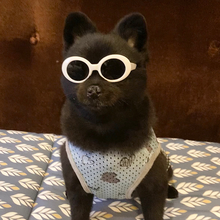 シェケナベイベーな感じのやつも🕶