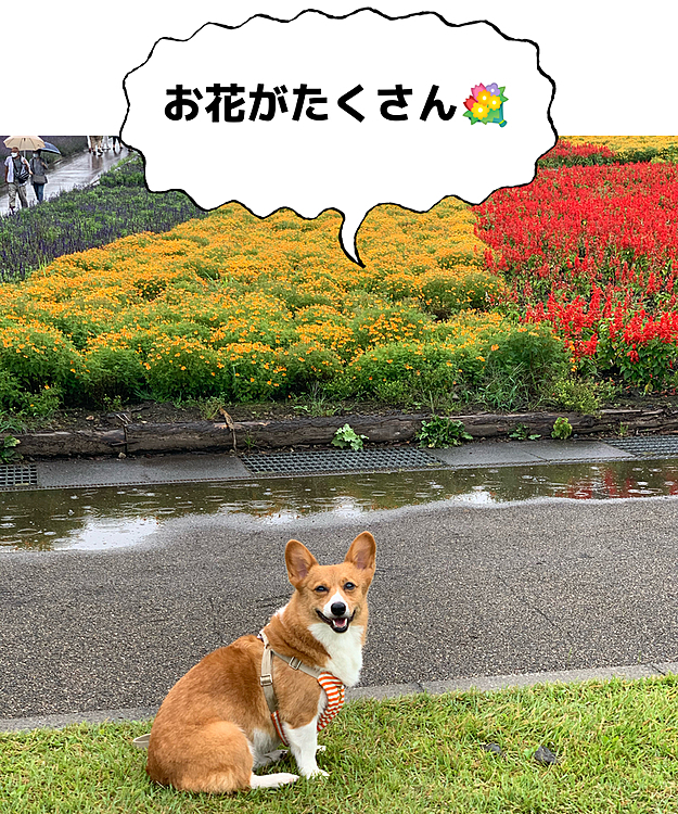 こんばんは⭐️
今日は超超早起きをして、群馬県の沼田というところにあるたんばらラベンダーパークに行きました☺️ 
わたしの母も一緒です💕