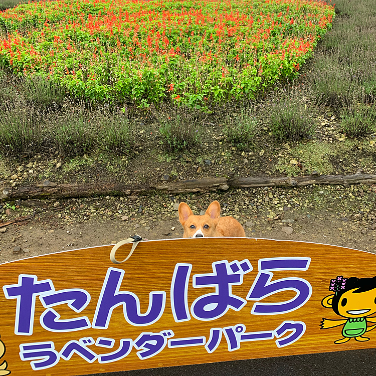 ここはハート型にお花がある写真スポットなんですが、ちょっとわかりづらい💦