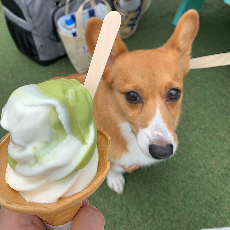 帰りに近くの川場村というところの巨大な道の駅に行き、いつでも食べてるソフトクリームタイム🍦