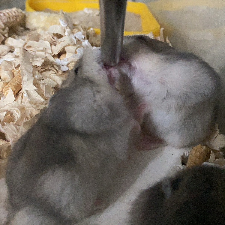 誰かが飲んでると飲みたくなる右の子笑笑