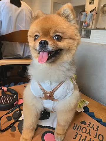カフェでは、可愛いお洋服や雑貨が置いてあり、今月の13日はルルちゃん4歳のお誕生日なのでお洋服を一枚お買い上げ😊

あ、可愛いし生地も薄くて軽くて着やすそうなのに、超リーズナブル❣️
ルルママ、一眼で気に入ってしまいました😅
