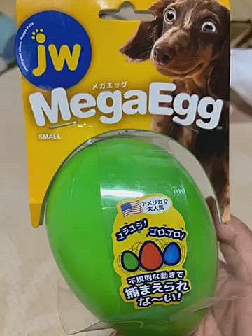カフェに行く前、いつも行くペットショップに寄りメガエッグを買いました😊
トイプーのニコくんのを見て、気になってたので、ルルちゃんにプレゼント🎁

必死に捕まえようとしてますが、すでに飽きそうな雰囲気が…😰