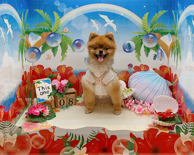 最後は、ペットショップのフォトブース❣️
常夏ビーチver🏖

ルルちゃん、ビキニ着ないとね〜🤣