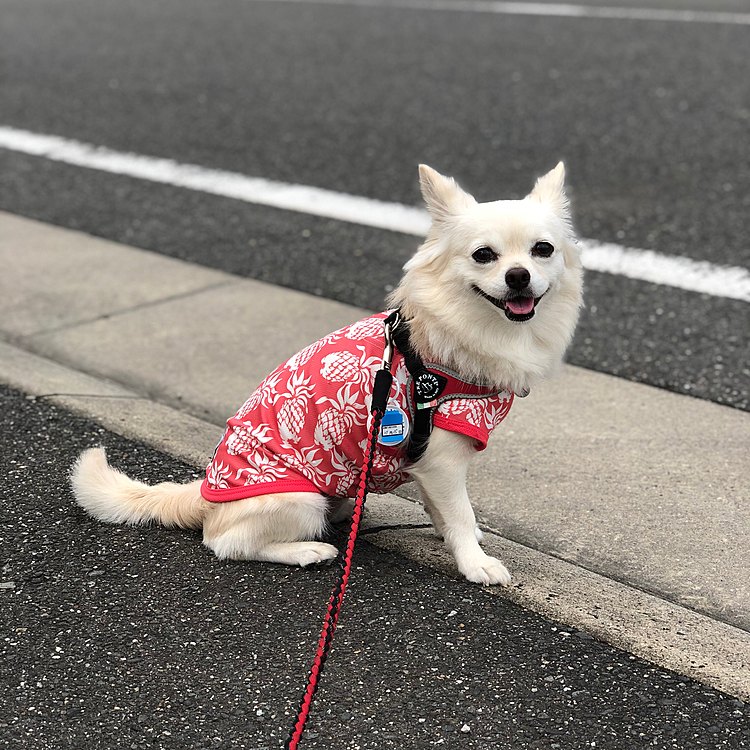 おはようございます☁️
今朝は曇ってるけど蒸し暑い💦