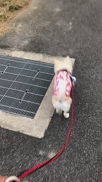 小雪は今朝も元気いっぱいお散歩してきました🎵🐶
フンフンクンクンしながら、スタコラサッサ〜🐾👣
私が汗拭いながら歩いてるのに『なんでそんなに暑苦しい感じなん❓🐶』みたいな涼しいお顔で見るのはやめて🤣
だって暑いねんもんッ😂