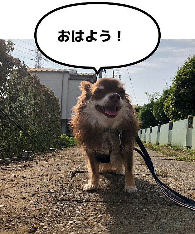 おはようございます😃
今日も暑くなりそうです☀️
お散歩中のチャーリー、ずっと口が開いてました👅
もうすぐ家に着くというところで、ご近所に住む柴犬さんに会いました🐕住んでるのは知っていたけど、飼い主さんとお話しするのは初めで、お話の間、柴犬さんはちゃんとお座りして待っていて、お利口さんな可愛い女子でした🥰
チャーリーは見向きもしない塩対応😂