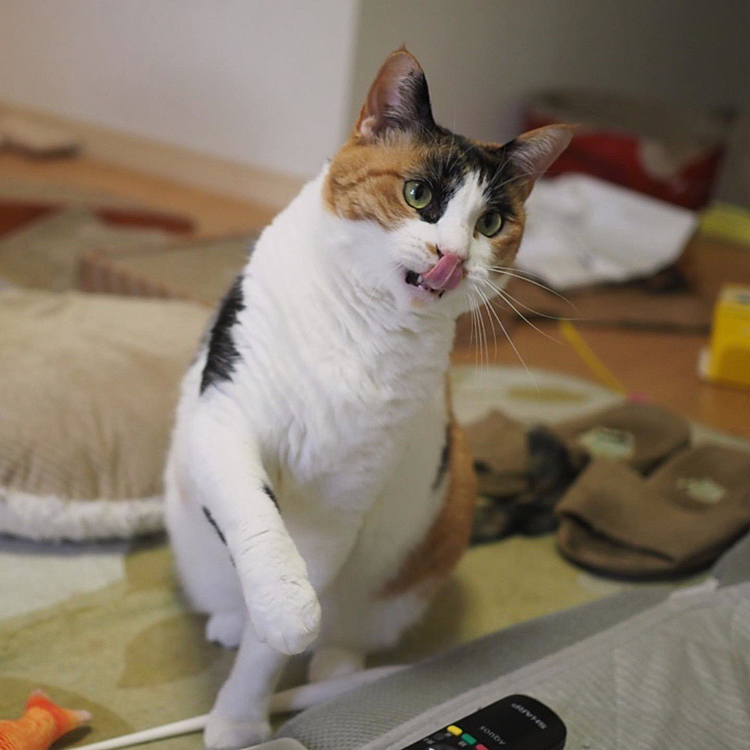 ベロンチョ