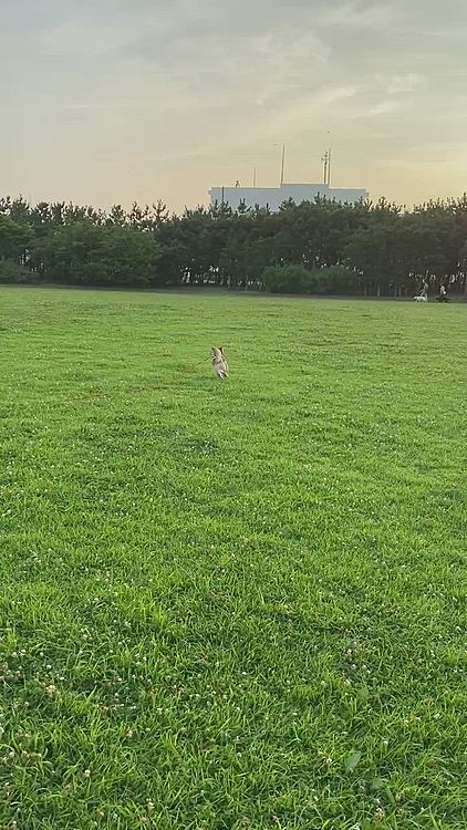 ロングリードに付け替えると待ってましたとばかりに走る走る❣️