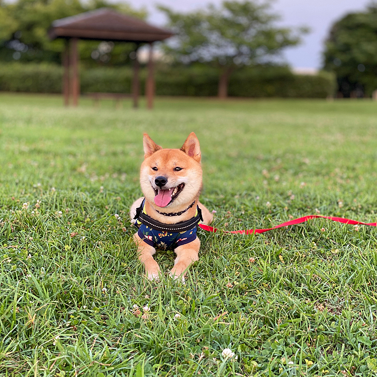 最近ちょっと太った櫂さん。。ひと休み。
顔がまんまる😅