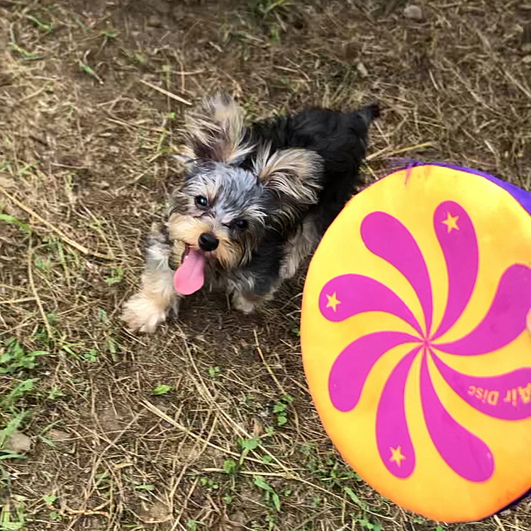 行ってきました！
ワンだふるネイチャーヴィレッジ🐶
わんちゃんは炎天下でも元気🏀
あちーあちー🌞