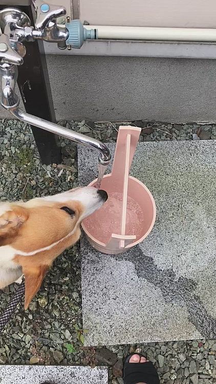 ちょいちょい?💦
それは、ピー兄さんにかけるお水よ😱
飲んでるし🤣
喉乾いたか🤣笑笑