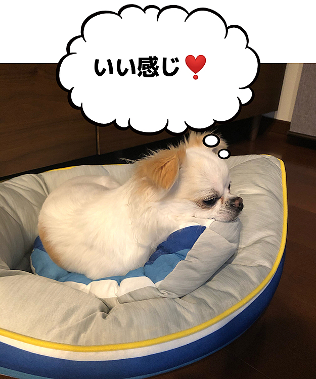 お船のベッド🛳
ポコちゃん自分でクッションずらして顎乗せしてネンネ🐶
ちょうどいいポジション見つけたようです😆💕