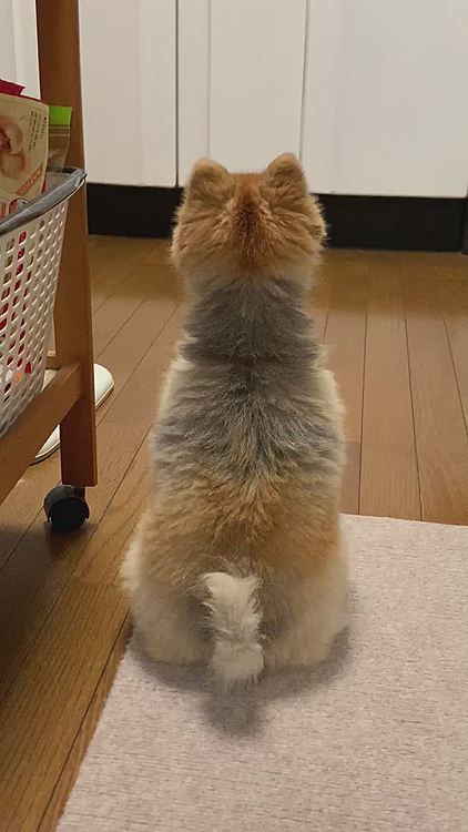 晩ご飯の後、やたらと窓に向かって吠えてるルルちゃん…

何がそんなに気になるの❓と思ったら…
ヤモリさんが遊びに来てました😆

あまり可愛いとは思わないけど、ヤモリ→家守
家を守ってくれてるんだよね😊

でも、ルルちゃんはやたら気になったみたいで、ずっとワンワンしてました😅