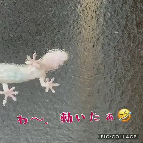 灯に寄ってくる、小さな虫狙いを定めて…
ハムッとしては移動してました😊

ハムッとする瞬間は撮れなかったけどルルママの後ろでは、ルルちゃんがまだワンワン言ってました🤣