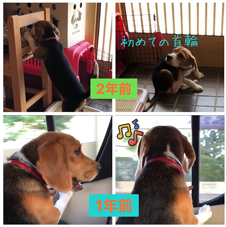 ココが🌈へ逝って10ヶ月が過ぎた😌🙏

まだまだ心のど真ん中に居るよ🍀🐶💕

