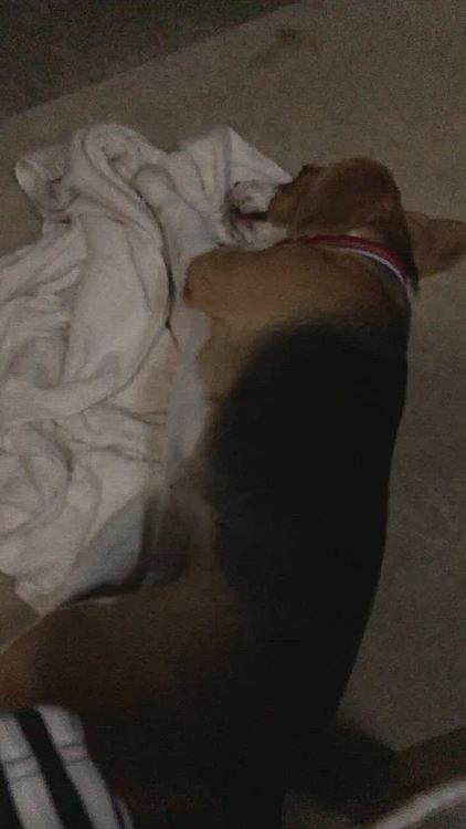 去年の夏、暑くて外で涼んだね🐶🥰💖


いつもありがとうございます😊🐶💕
なかなかコメント出来ずすみません🙇‍♀️