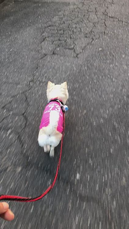 小雪は今朝も元気いっぱいお散歩してきました🎵🐶
でも、さすがにお散歩の後半はバテ気味でした😁