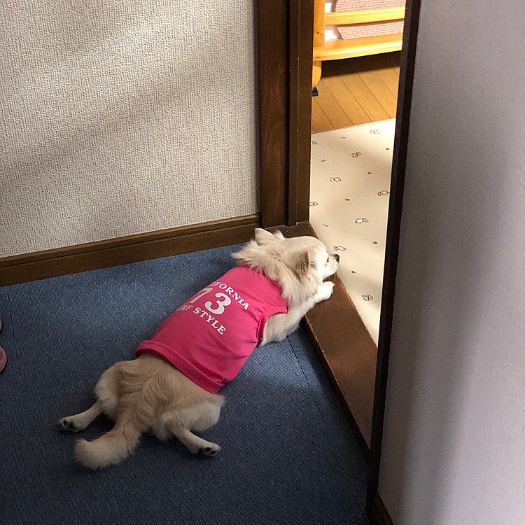 帰ったらプ〜ン🎵って休憩してました🐶
リビングに入ればいいのに🤣