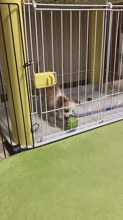 小春は朝ごはんモリモリ食べたね🎵🐶
今は１日45gを残さずしっかり食べてます👍
道理で…胴も長くなるはずやわ🤣