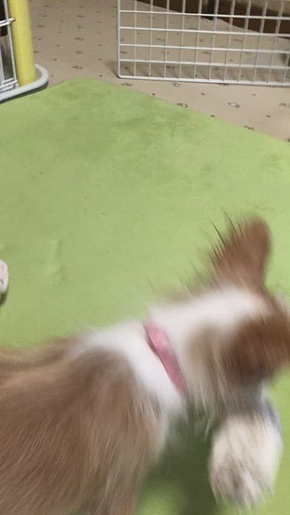 食後は少しケージ内で休憩させてから出します🐶
でないと、調子こいて遊んぁらオェってなるからね🤣