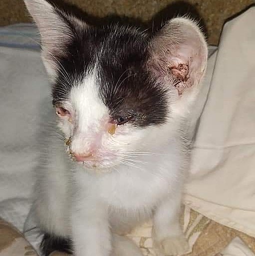 また捨て猫…一向に減らないのに
何で誰も目を向けないの