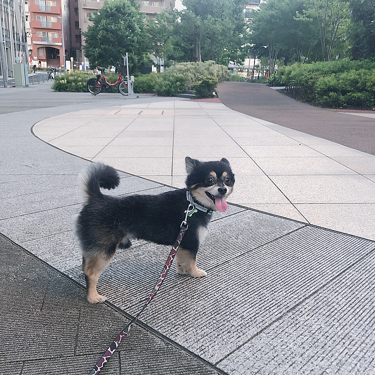 
木陰になってる広場みたいな所があるので
そこで少し走らせて、、🐾✨

お友達も会ったのでご挨拶☺︎

今日もいい顔してます😊🍀

