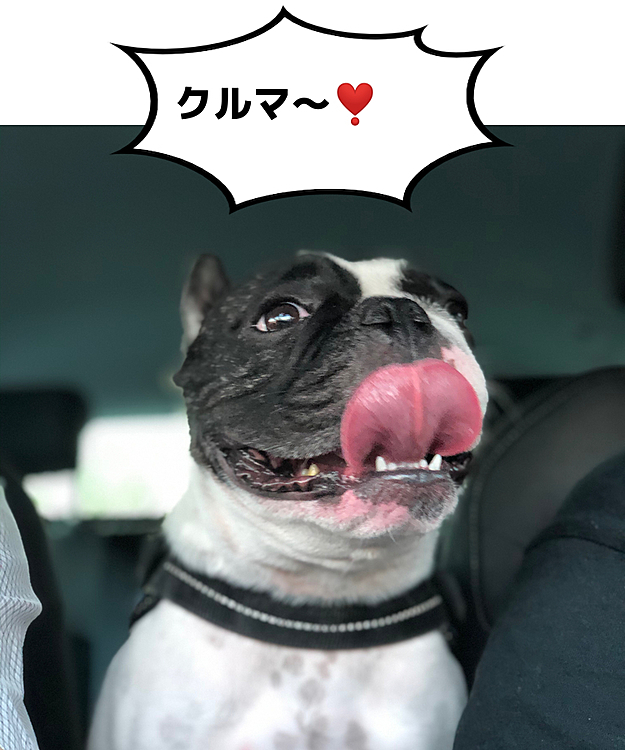 今日は暑かったですねぇ😅
仕事から帰って来てから夕方クルマでお出掛けしました。
まろはテンションMAXです😆