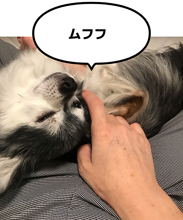 こんばんは🌆
今日は軍団地方メチャンコ暑くてお散歩断念しました💦
あぐらかいて座ってたらマロがすっぽり入ってきて暫しラブラブタイム❤️

どう見ても、私オッサンみたいじゃん🤣