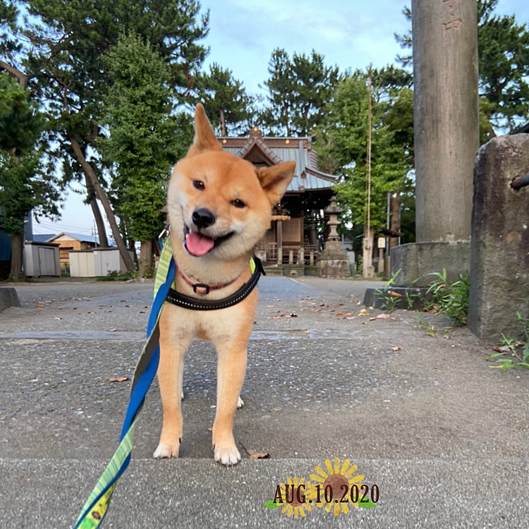 毎日暑くて昨日、今日と夕方6時すぎてからお散歩に行ってきました🐾
写真は昨日のものです😊