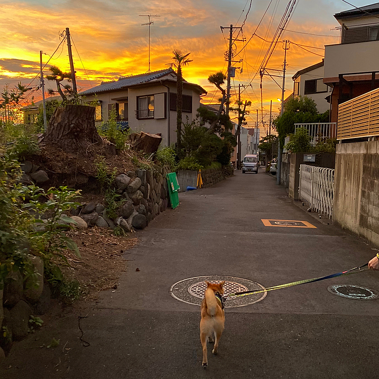 昨日はきれいな夕焼けでした✨