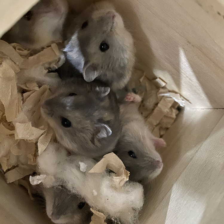 小屋の蓋を開けてみたら....