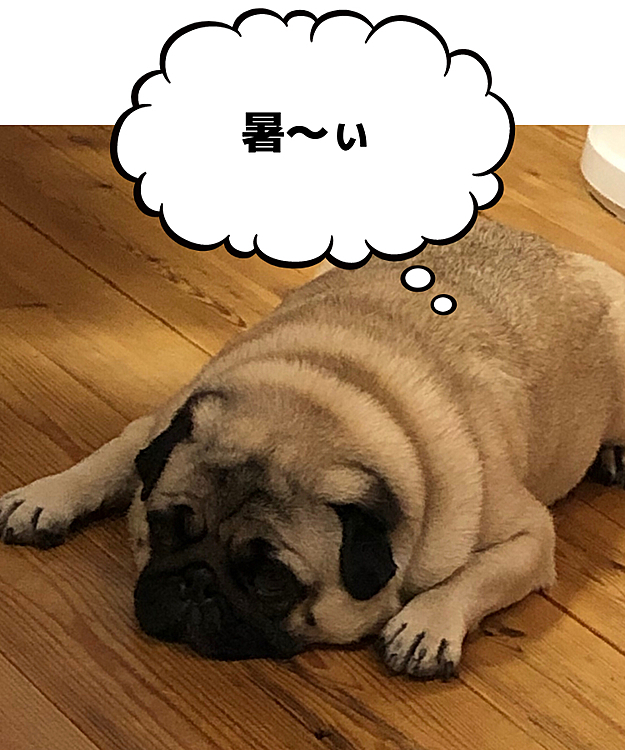 熱中症気をつけましょうネ🐶
昼間40度超🥵🥵🥵
お散歩行けません🐶お庭も危険な暑さでした💦
💩＆シッコのため、夜散歩行ってきました🌙
