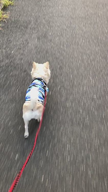 小雪、お散歩の出だしは順調やけど
後半はやっぱりバテました🐶🤣