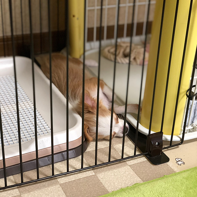 小春、ボール遊びして、廊下を爆走して遊んだから疲れました🐶
変な場所で爆睡🤣