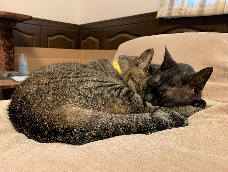 仲良しな2匹🐱