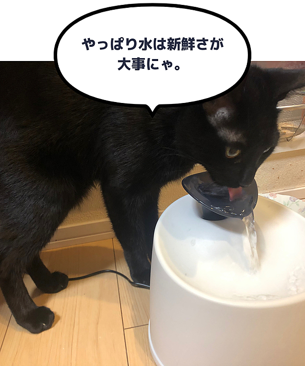 自動給水器は水道ではなく、巡回だけどね💦そこから飲むのね😂