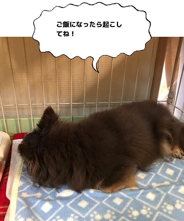 ルイ、頑張ったね❣️
少しネンネしようね😊