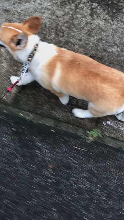 夕方は雨がぱらついてたけど、小雨の中元気にお散歩行ってきました😃
ミストに当たりながら歩いてる感じで気持ち良かったですよ〜🤣🤣笑笑
