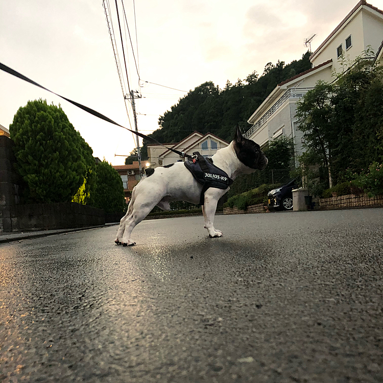 今日は午後から雷交じりの激しい雨が降ったまろ地方です😀
やっと雨が上がってお散歩に出ました😁