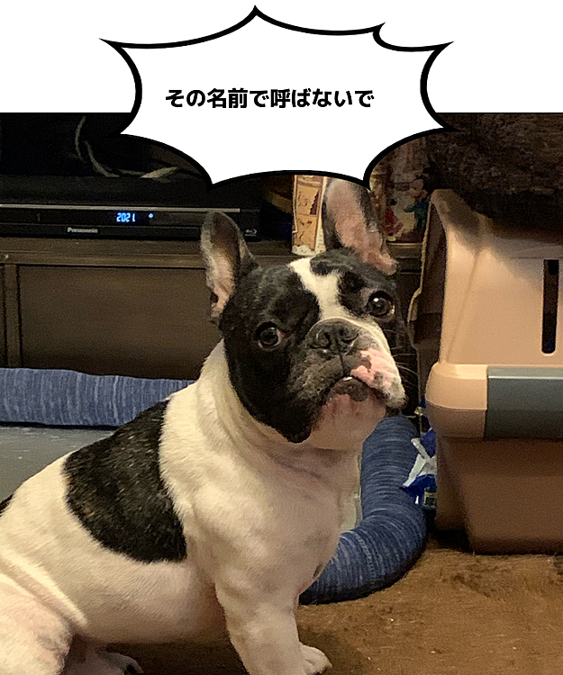 これは、まろがキッとなって向いた時に娘が撮った写真です🤣